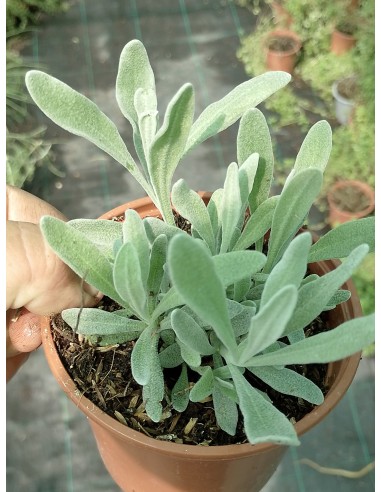 Lavanda lanata, lavandula lanata