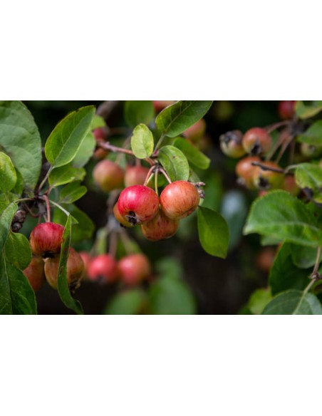 Manzano silvestre, Malus sylvestris