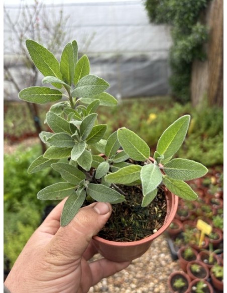 Salvia común, Salvia officinalis