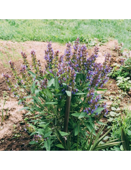 Salvia española, salvia lavandulifolia