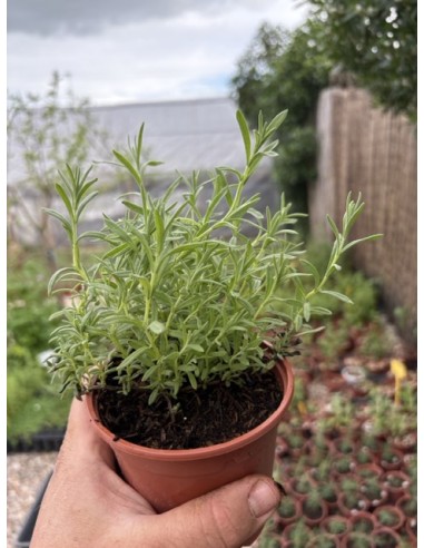 Lavanda Cantueso rabo corto, Lavandula stoechas...