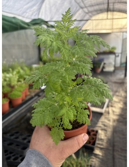 Artemisa o ajenjo dulce, artemisa annua