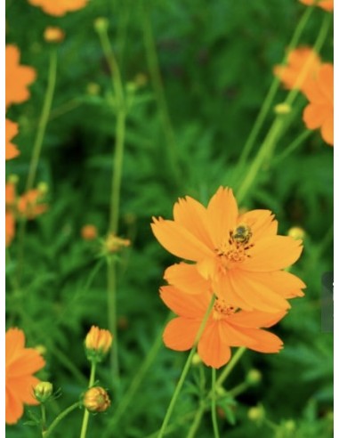 Cosmos sulphureus. Mirasol naranja