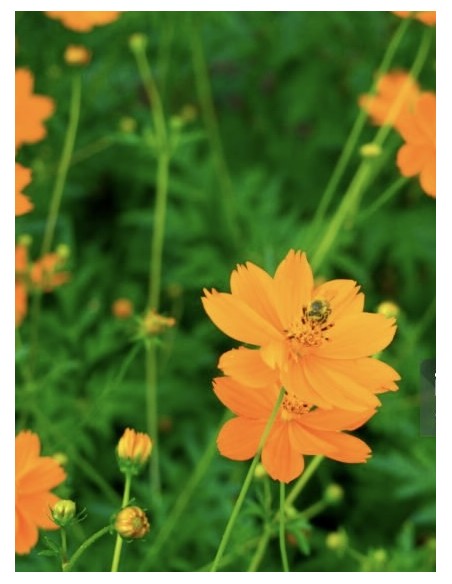 Cosmos sulphureus. Mirasol naranja