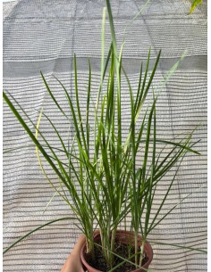 Cebollino chino, allium tuberosum