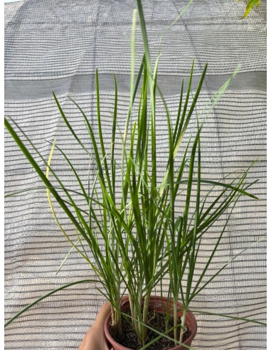 Cebollino chino, allium tuberosum