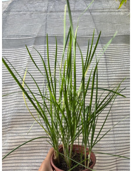 Cebollino chino, allium tuberosum