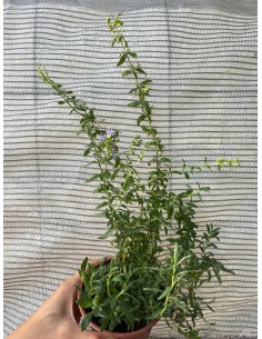 Hisopo. Hyssopus officinalis