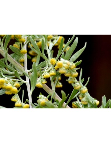 Artemisia absinthium, ajenjo