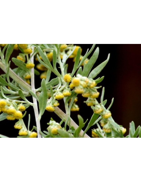 Artemisia absinthium, ajenjo