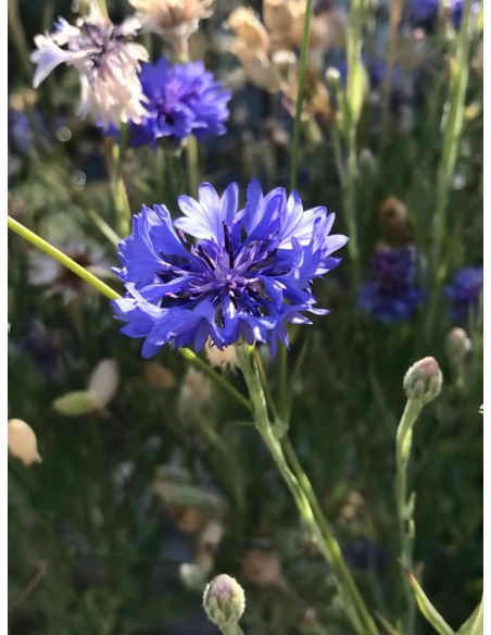 Aciano, centaurea cyanus