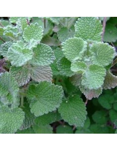 Marrubium vulgare, marrubio