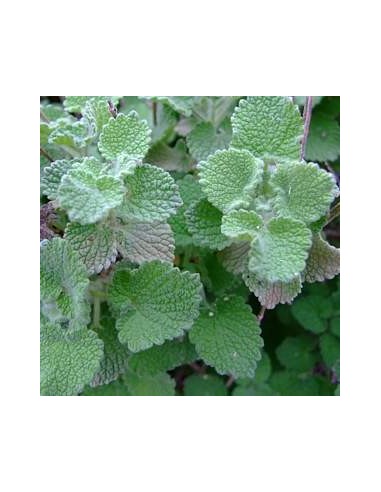 Marrubium vulgare, marrubio