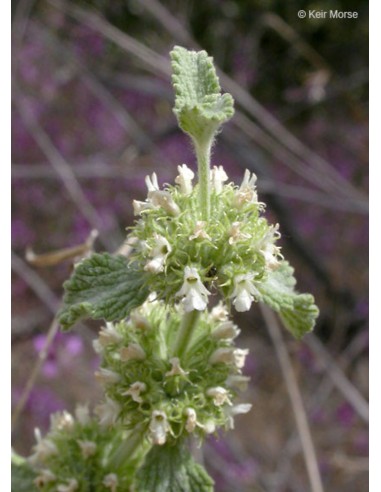 Marrubium vulgare, marrubio