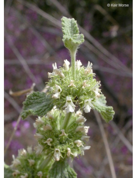 Marrubium vulgare, marrubio