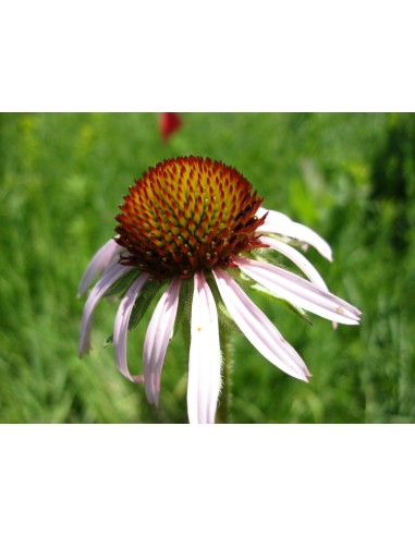 Equinácea, echinacea angustifolia