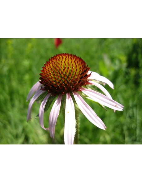 Equinácea, echinacea angustifolia