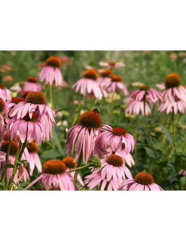 Equinácea, echinacea angustifolia