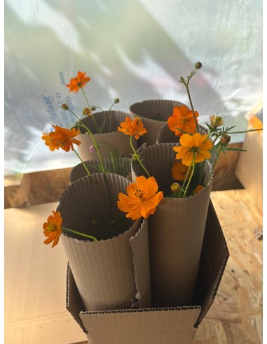Cosmos sulphureus. Mirasol naranja