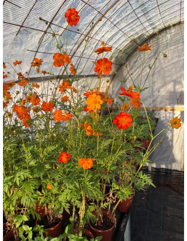 Cosmos sulphureus. Mirasol naranja