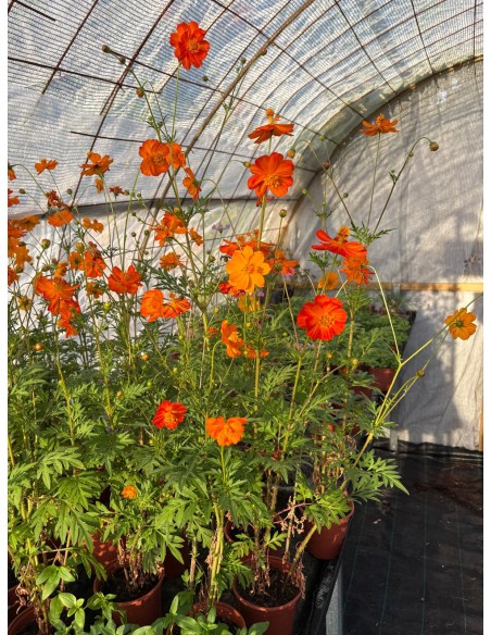 Cosmos sulphureus. Mirasol naranja