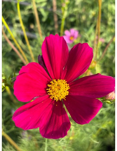 Cosmos bipinnatus. Mirasol rosa