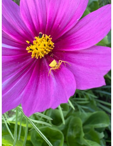 Cosmos bipinnatus. Mirasol rosa