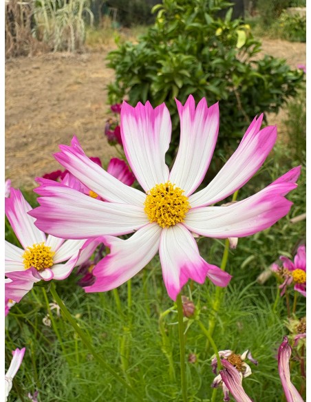 Cosmos bipinnatus. Mirasol rosa