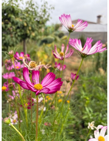 Cosmos bipinnatus. Mirasol rosa