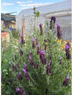 Lavanda cantueso Luisieri, Lavandula stoechas luisieri