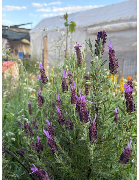 Lavanda cantueso Luisieri, Lavandula stoechas luisieri