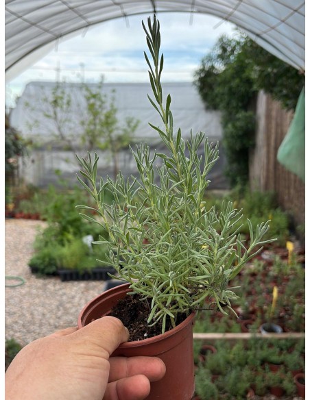 Lavanda cantueso Luisieri, Lavandula stoechas luisieri