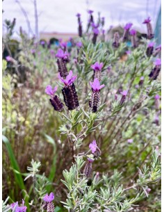 Lavanda Cantueso rabo corto, Lavandula stoechas stoechas