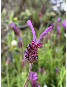 Lavanda Cantueso rabo largo, Lavandula pedunculata