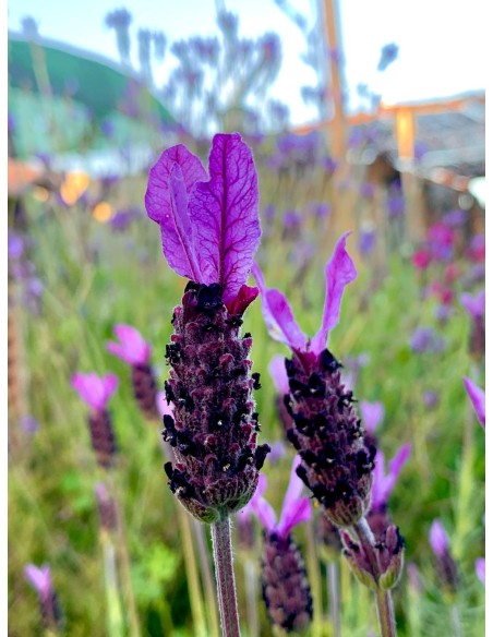 Lavanda Cantueso rabo largo, Lavandula pedunculata