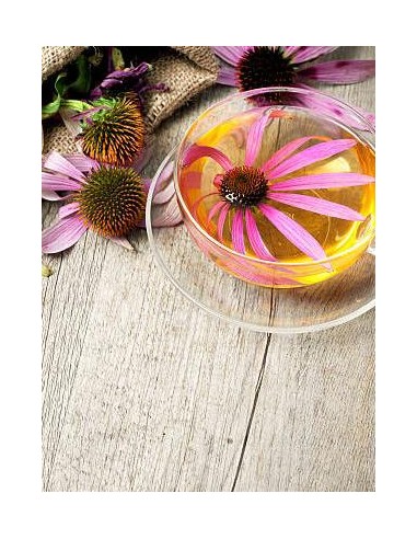 Equinácea, echinacea angustifolia