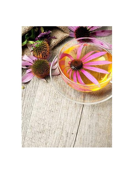 Equinácea, echinacea angustifolia