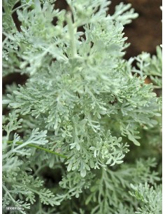 Artemisia absinthium, ajenjo