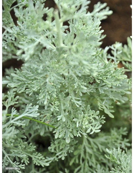 Artemisia absinthium, ajenjo