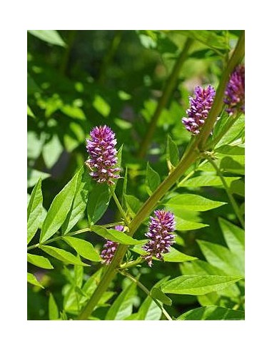 Glycyrrhiza glabra, regaliz