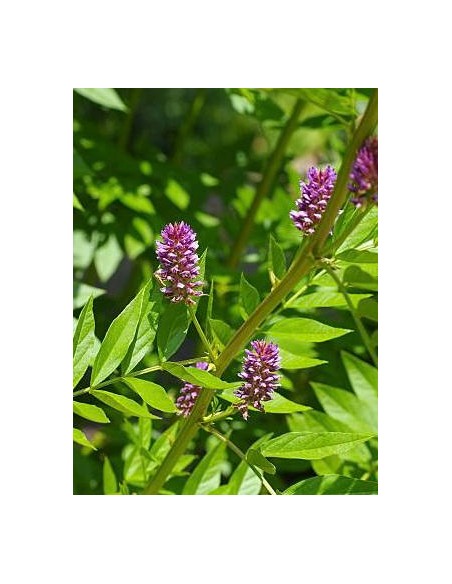Glycyrrhiza glabra, regaliz