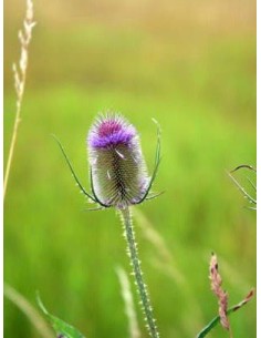 Cardencha, dipsacus fullonum