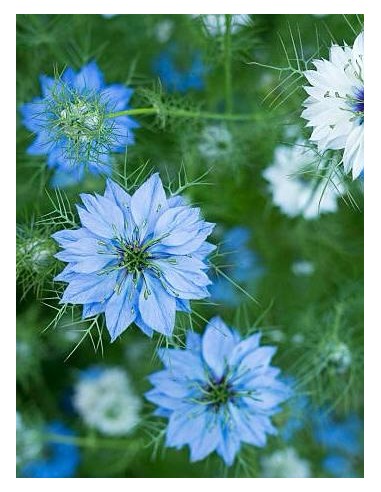 Comino negro, Nigella sativa