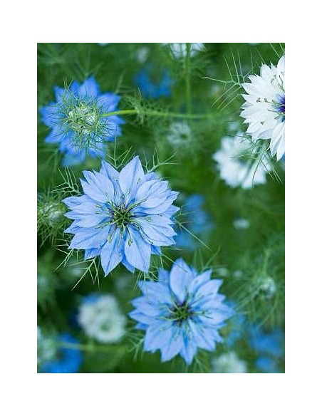 Comino negro, Nigella sativa