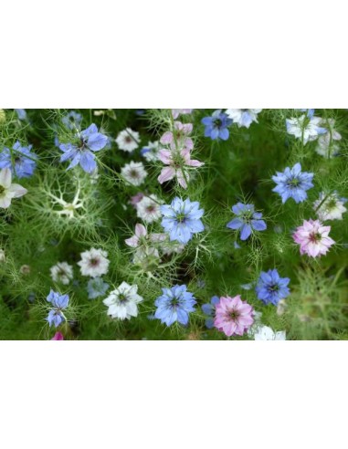 Comino negro, Nigella sativa