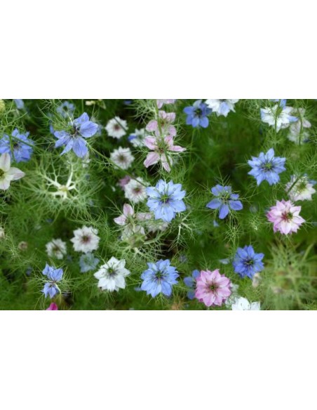 Comino negro, Nigella sativa