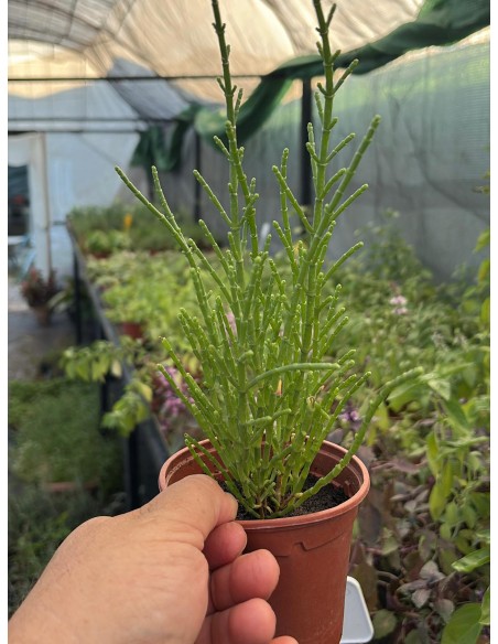 Espárrago marino, Salicornia Europea