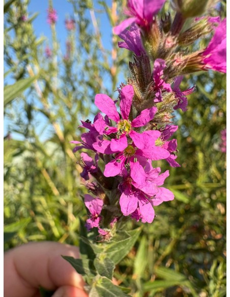 Arroyuela, lythrum salicaria