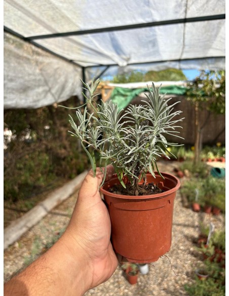 Lavandín super, lavandula x intermedia