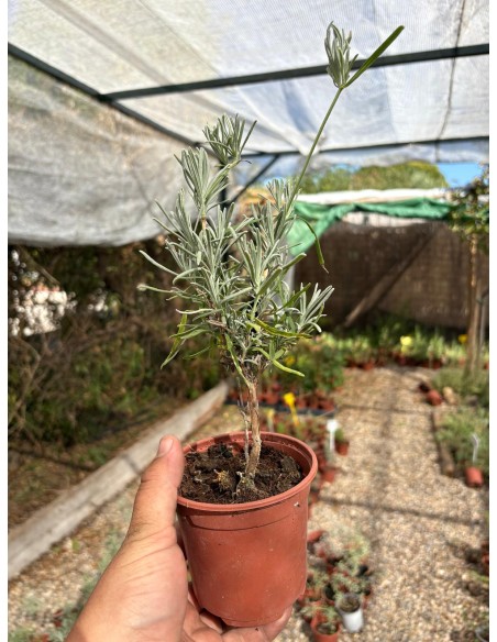 Lavandín Grosso, lavandula x intermedia